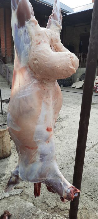 Кой токты тусак кошкар баран