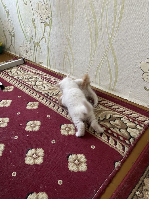 Отдам котят в добрые руки