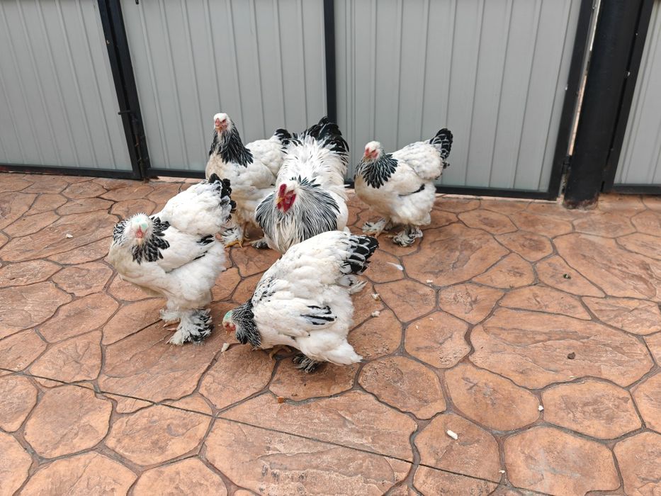 Brahma herminat deschis