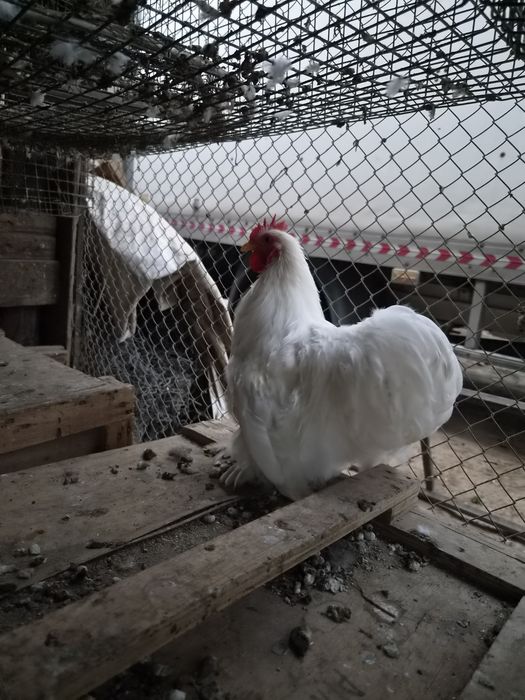 Продам  петуха кох