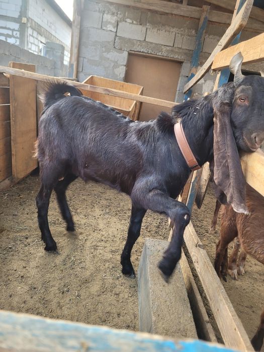 Камори теке чистокров