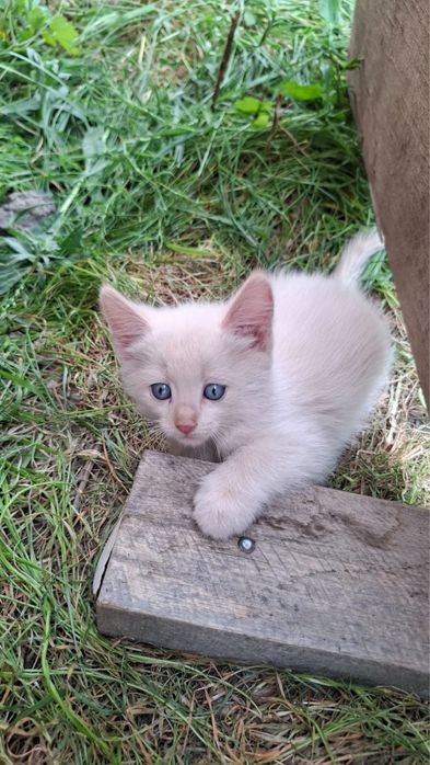 Отдам котят в добрые руки