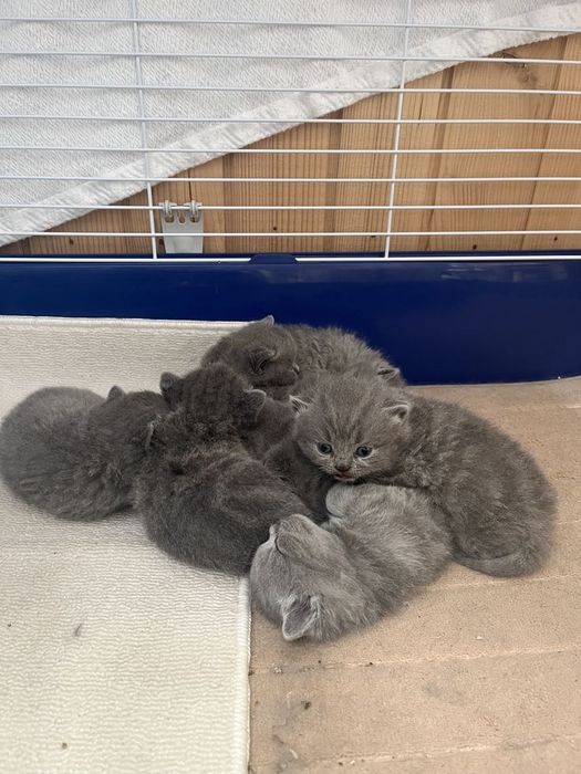Британские котята