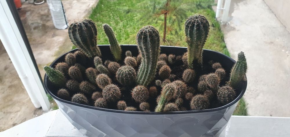 Кактусы в горшочке