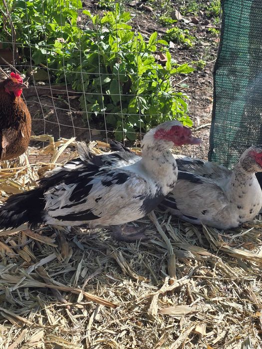 Ratoi muți de vanzare