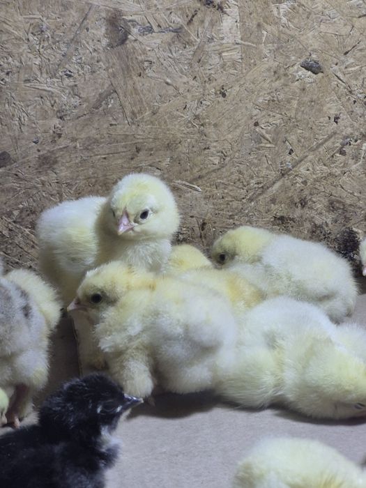 Балапандар сатылымда