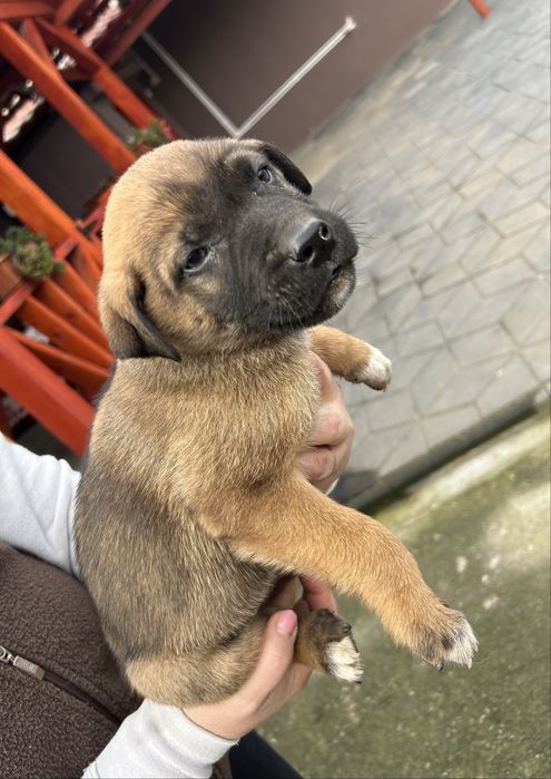 Donez 7 catelusi, 4 baieti si 3 fete