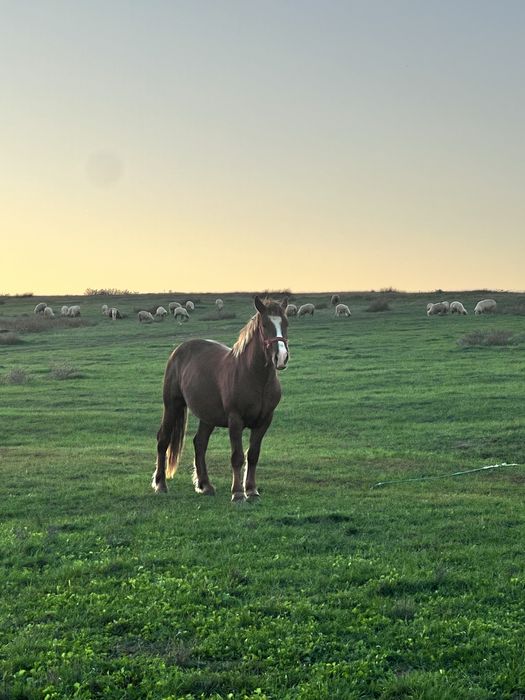 Vand armasar  de 3 ani