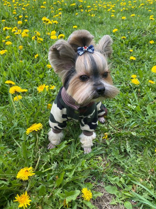 Приглашаем на вязку