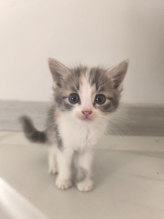 Котятки в добрые руки