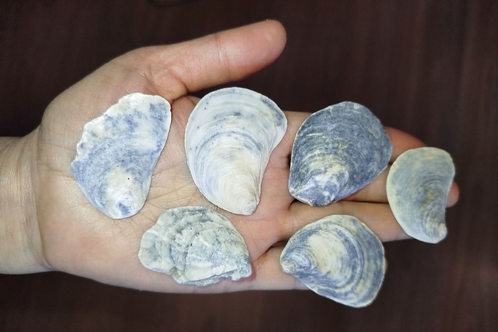 Ракушки- натуральные дары моря