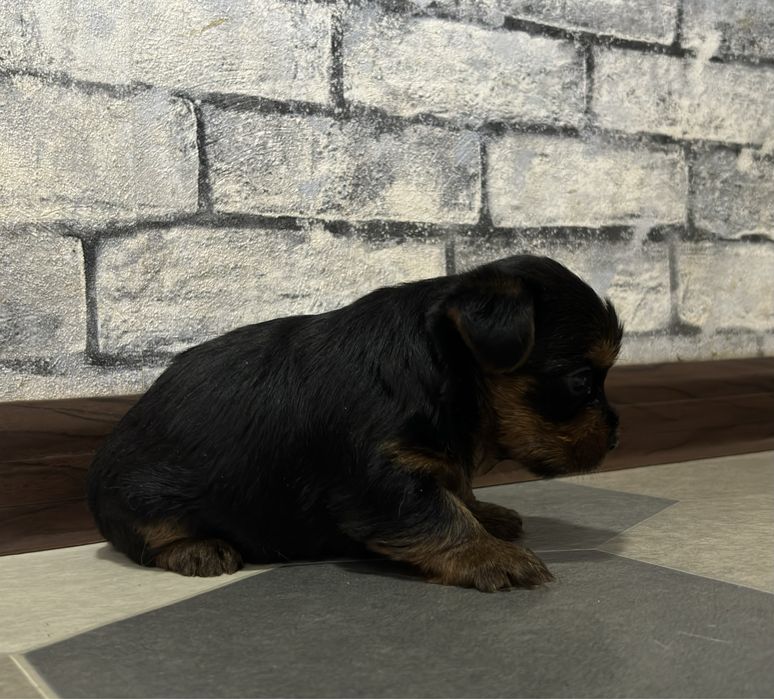 Готовятся к продаже ЩЕНКИ