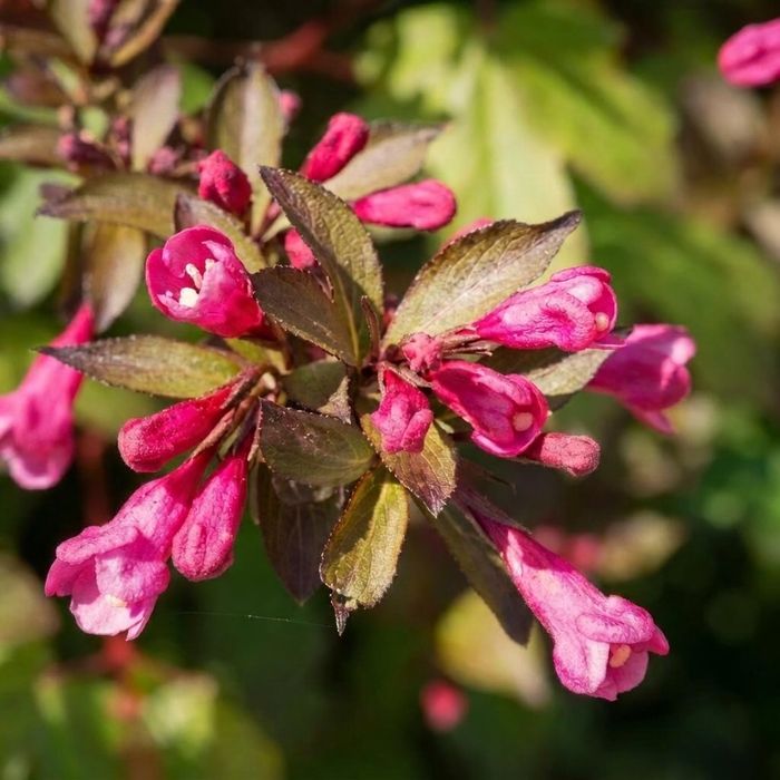 Саженцы деревьев, кустарников, цветы,.Из лучших питомников Узбекистана