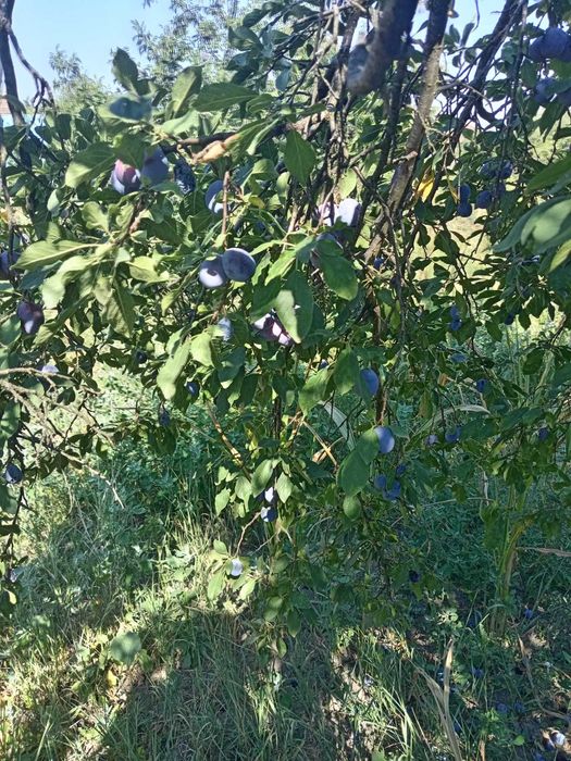 Prune pentru țuică