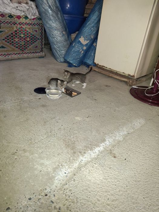 Отдам котят в хорошые руки беспдатно