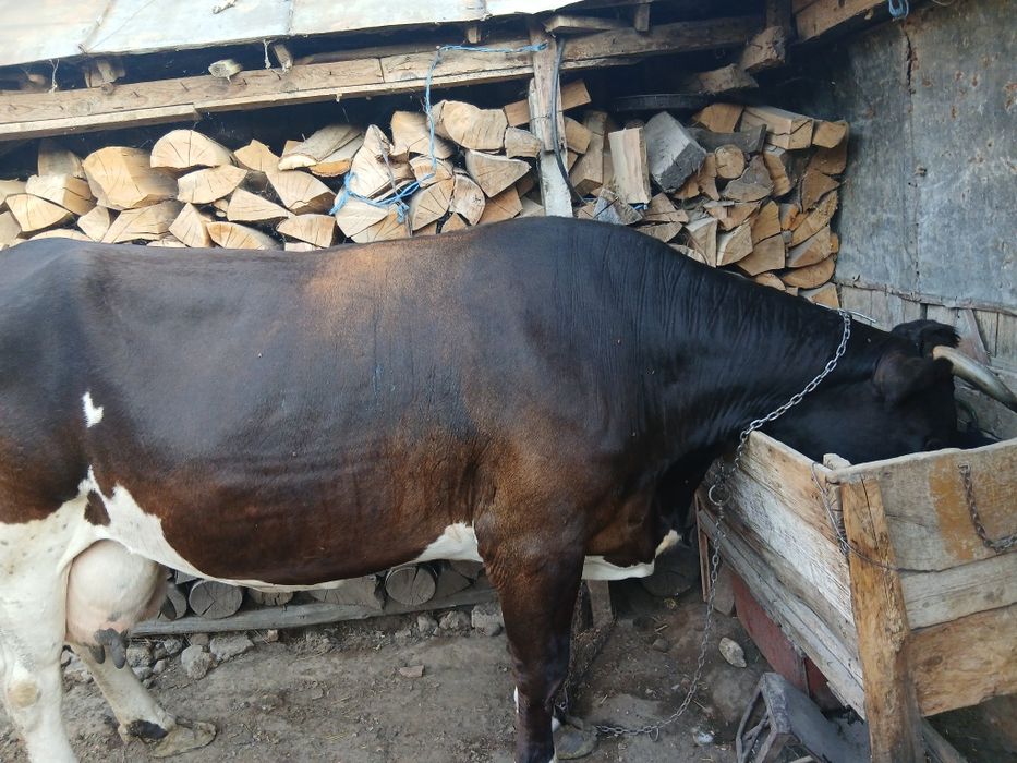 Vaca de vanzare!