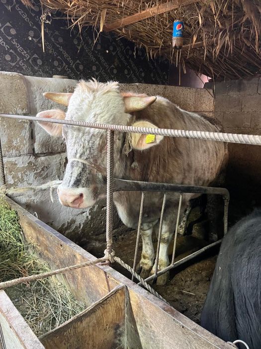 Срочно продается БЫК