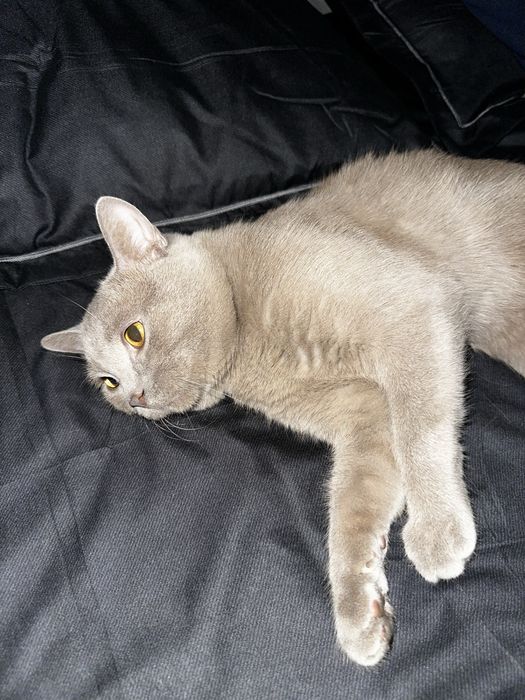 Срочно продам кот