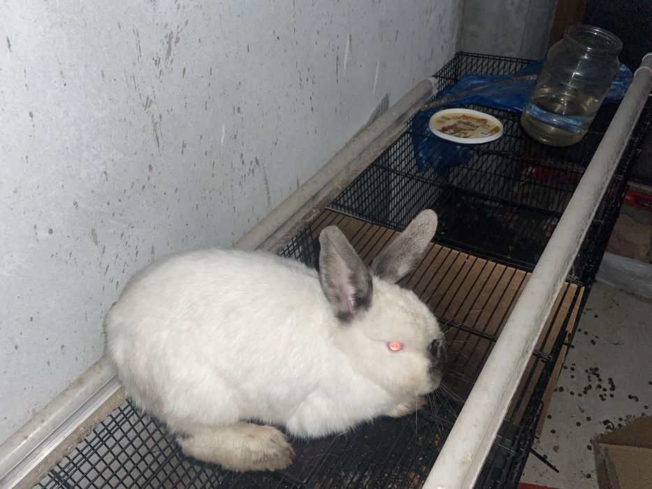 Quyon sotiladi Куйон сотилади