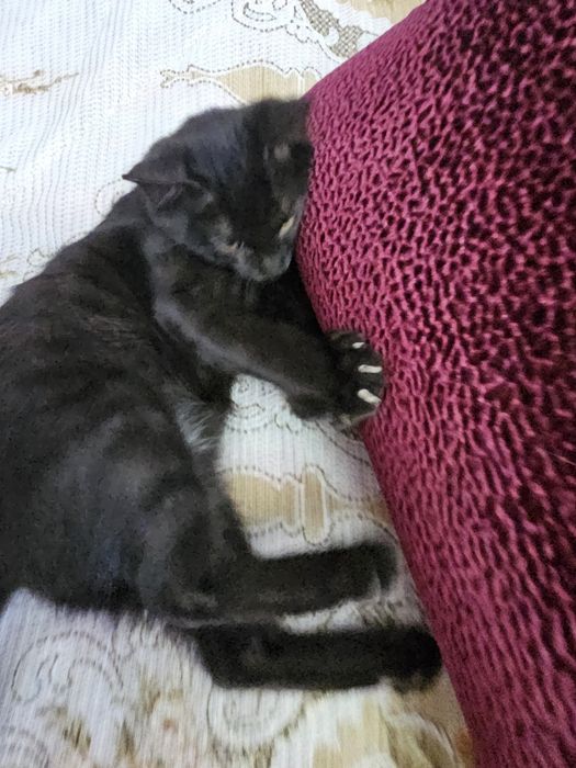 Котенок мальчик...