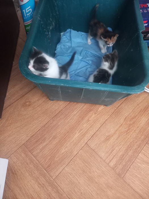 Мысық сатам бір ай болды