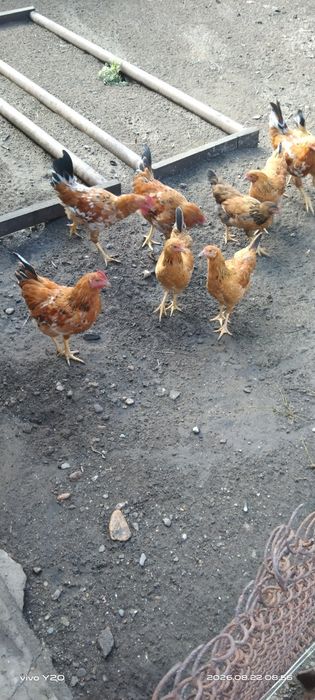 Продам молодых куриц и петухов
