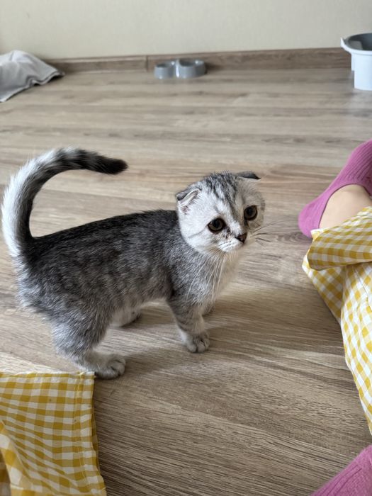 Котенок Лея, тактильная, умная девочка