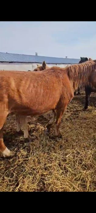 Продам  кобыл жеребых