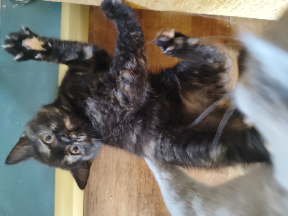 Котенца - късокосмести Британски