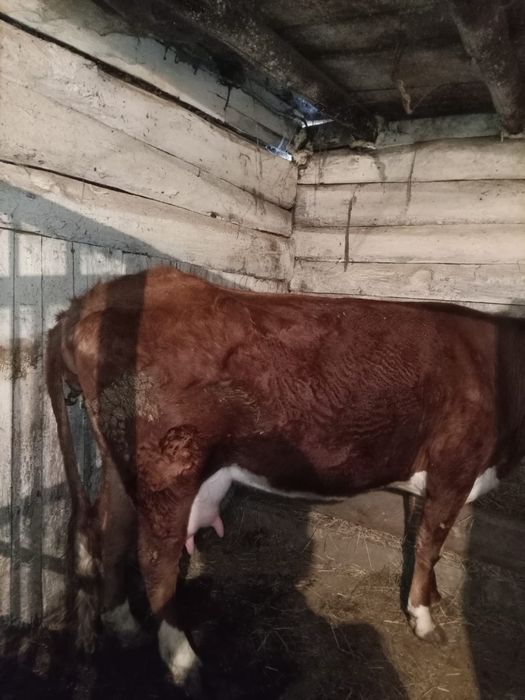 Продам корову стельную