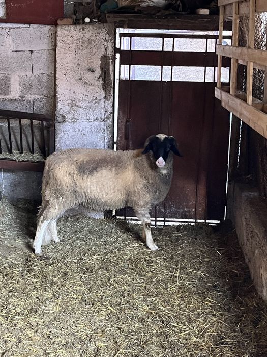 Овен два броя едногодишни