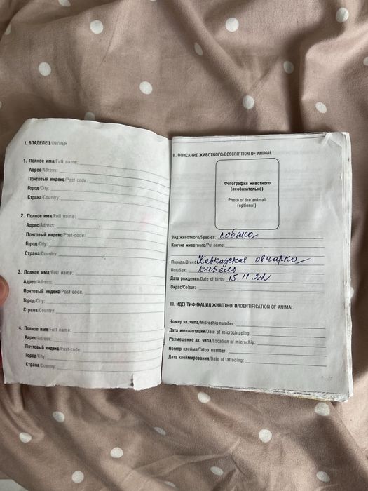 Кавказская овчарка