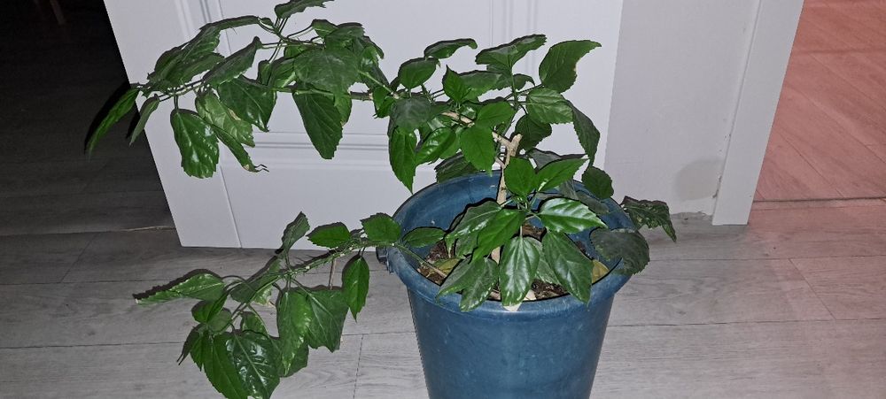 Гибискус китайская роза