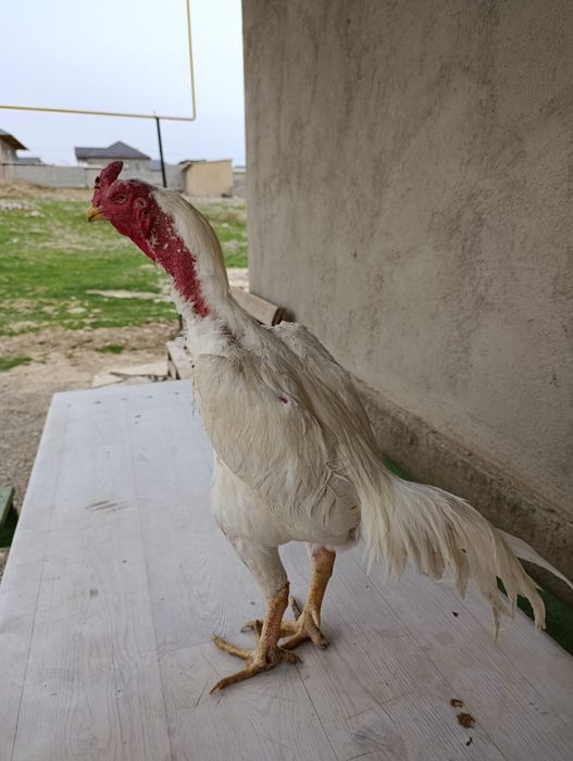 Продам китайца кровь отличный