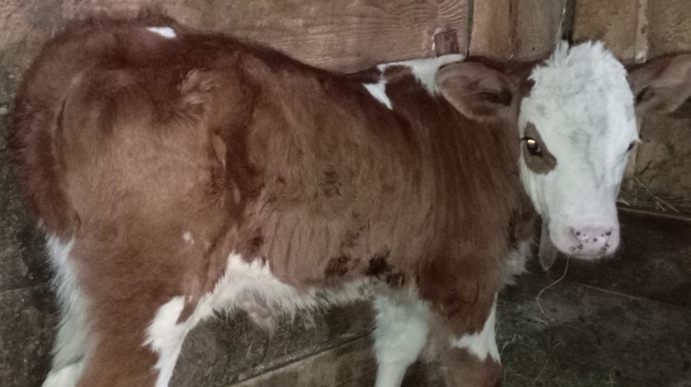 Vând tăuraș bălțat și vițică Angus de 2 luni