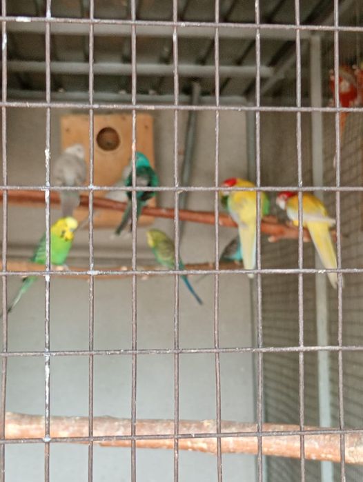 Попугаи Розеллы лютино