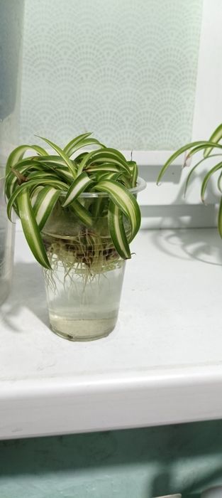 Хлорофитум кудрявый