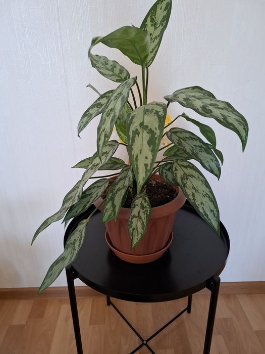 Цветы в горшках, аглаонема