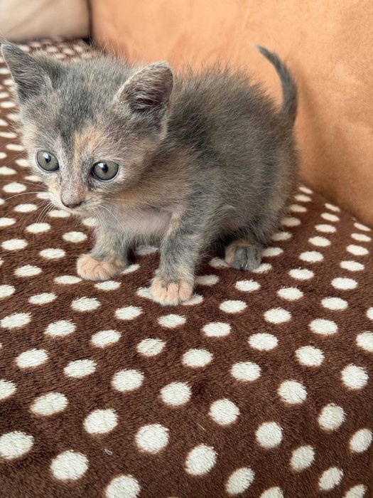Котенца момче и момиче на 2 месеца търсят дом
