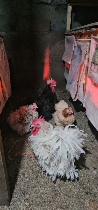 Срочно! Карликовые кохинхины!