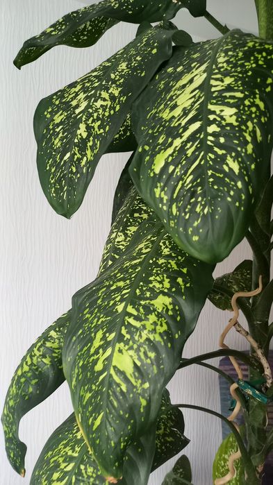 Продам комнатной растение Диффенбахию