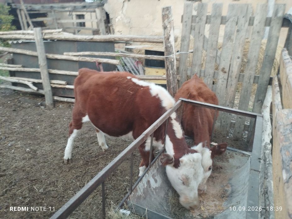 Бұзау сатамын екі бас. Продам телят