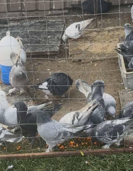 Takla jucatori turcești calitate garantată de joc