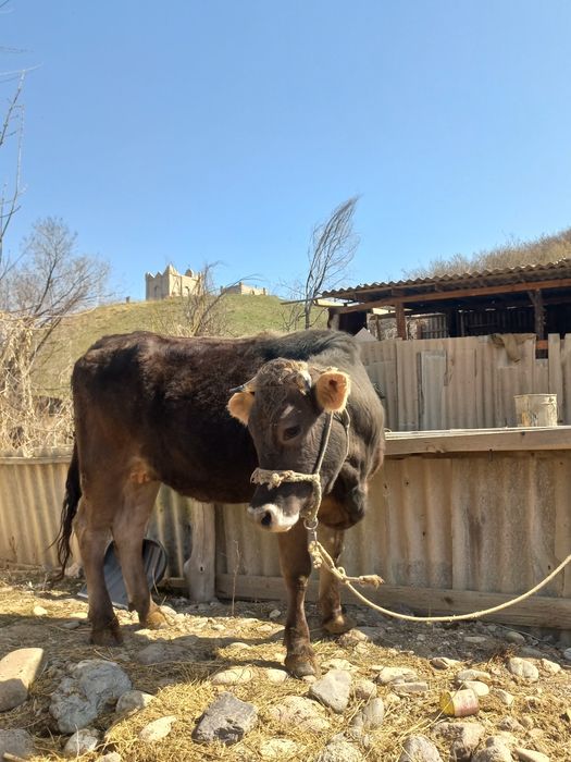 Сиыр сатылады (Алатау-Швед)