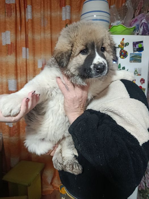 Продам щенка кавказской овчарки!