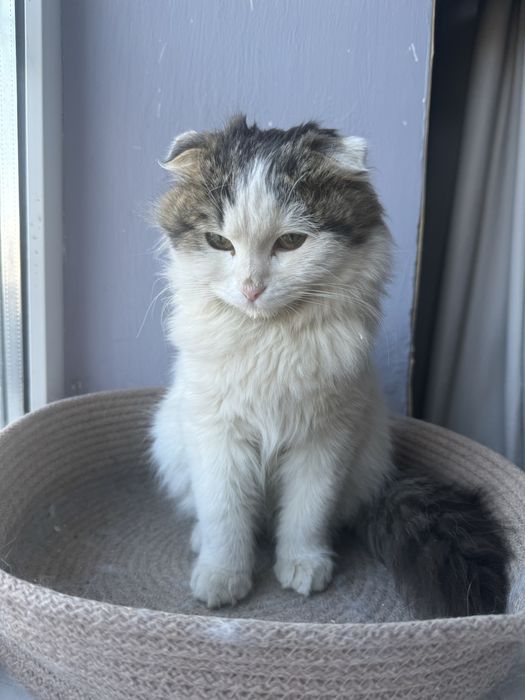 Отдам котенка в добрые руки