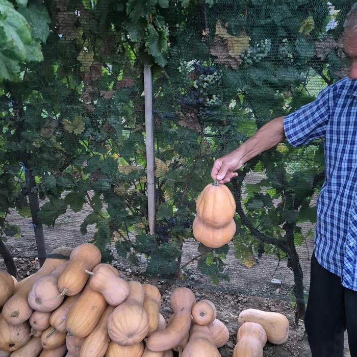 Vand bostani ptr placinta, gust si aromă deosebit, produs tradițional