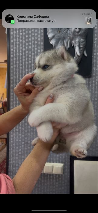 Серебристая голубоглазка хаски девочка