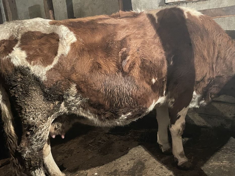 Продается корова