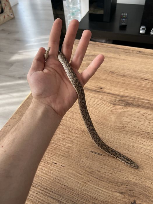 Sarpe sadboa/ boa de nisip